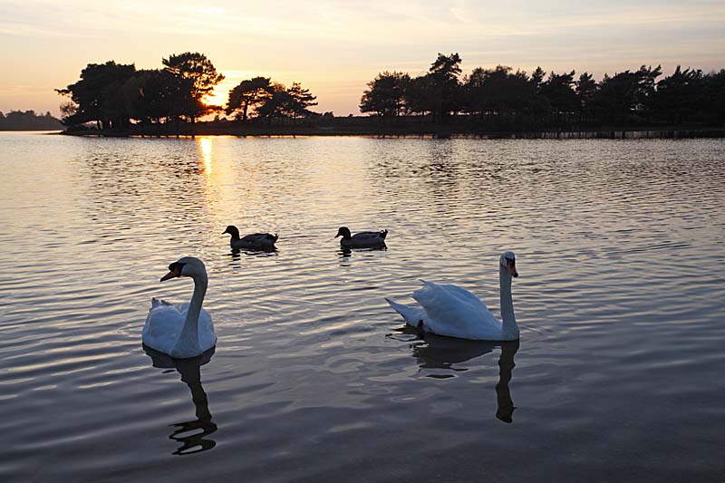 C01D2733 Sunset Hatchet Pond near Beaulieu Copyright Mike Read.jpg - Mute swans Cygnus olor at sunset Hatchet Pond